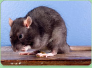 rat control Newmarket