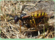 wasp control Newmarket