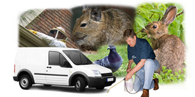 Newmarket local van